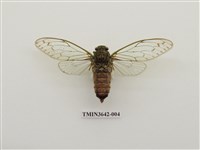 藏品(陽明山暮蟬)的圖片